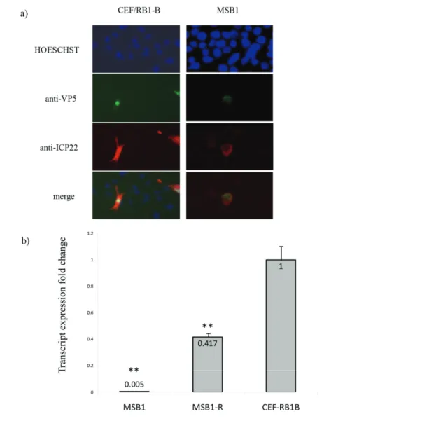 Fig. 1. Expression of ICP22 in cells with lytic or latent infection. (a) Cellular distribution of ICP22 in CEF RB-1B and MSB-1 cells