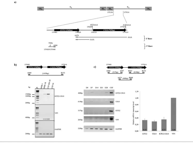 Fig. 2. Characterization of the transcripts encoded by the ICP22 and US10 locus. (a) Schematic diagram of the TRL/TRS regions of the GaHV-2 RB1B strain genome (GenBank accession no