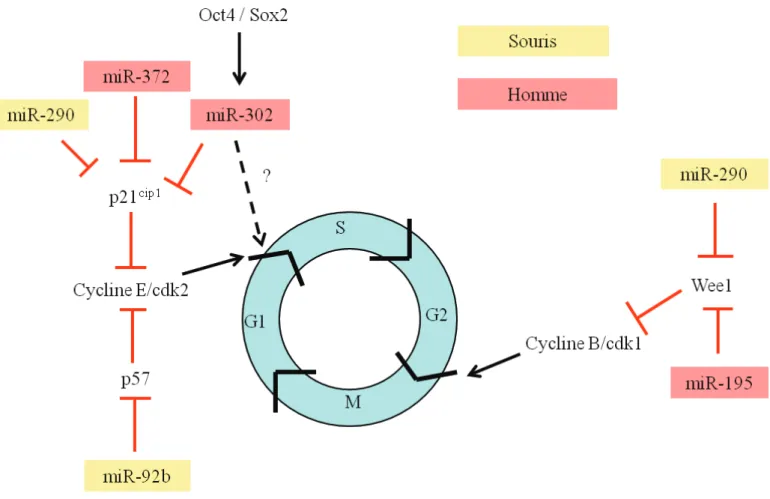 Figure 10.  Régulation du cycle cellulaire par les microARNs 