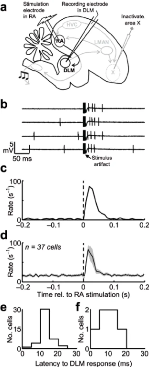 Figure 5. RA stimulation activates DLM neurons