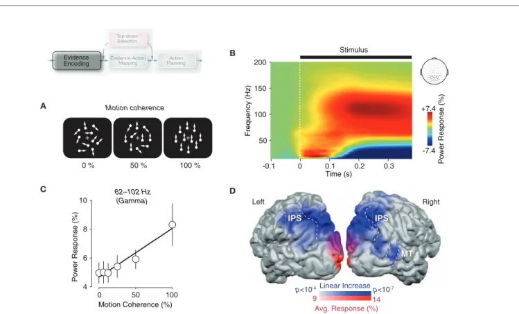 Figure 2 | gamma-band activity in visual cortex reflects the encoding of  sensory evidence