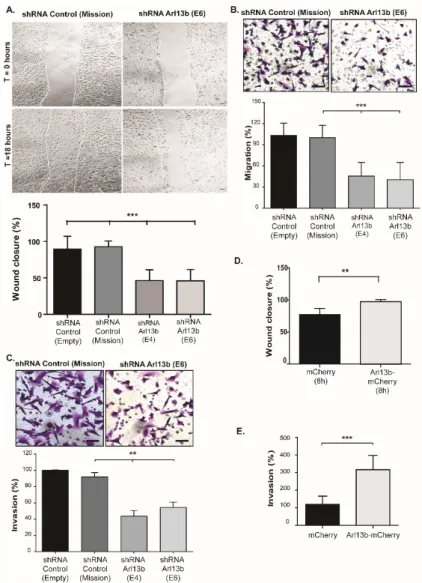 Figure 1. Arl13b regulates breast cancer cell migration and invasion. (A) Arl13b-silenced (shRNA  E4 and E6) and control (shRNA Mission and Empty vector) MDA-MB-231 cells, grown to confluency  on plates coated with 10 µg/mL fibronectin in PBS, were treated