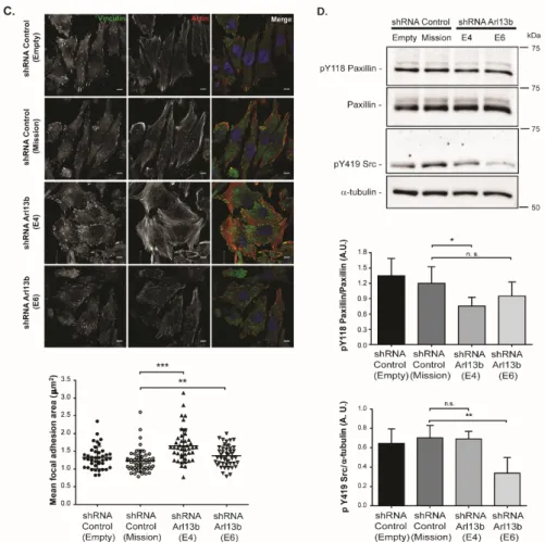 Figure 2. Arl13b localizes to and regulates focal adhesion size and integrin-mediated signaling in  breast cancer cells