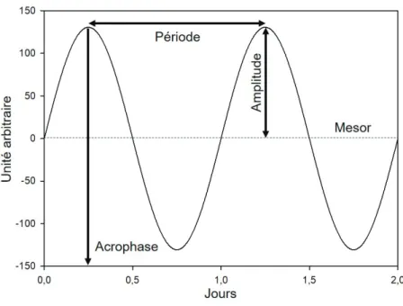 Figure 1.1 – Paramètres d’un rythme biologique