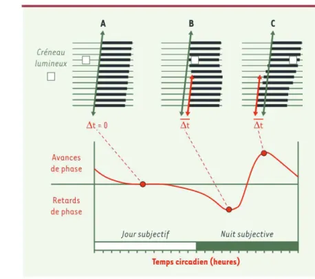 Figure 1.3 – Courbe de réponse de phase à la lumière du rythme de l’activité locomotrice chez un rongeur nocturne