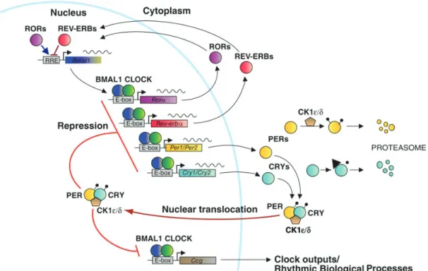 Figure 1.4 – Modèle du fonctionnement moléculaire de l’horloge circadienne de mammi- mammi-fère, basé sur des boucles de rétrocontrôle transcriptionnelles positives et négatives