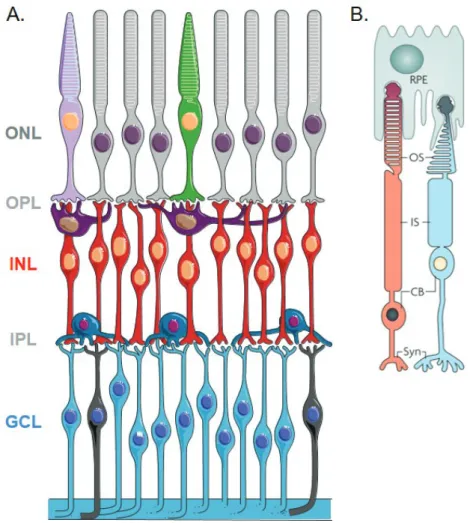 Figure 2.1 – Anatomie de la rétine et des photorécepteurs chez la souris. A. La rétine est organisée en trois couches cellulaires : la couche nucléaire externe (ONL) composée des bâtonnets (gris), des cônes MW (vert) et des cônes SW (violet clair) ; la cou