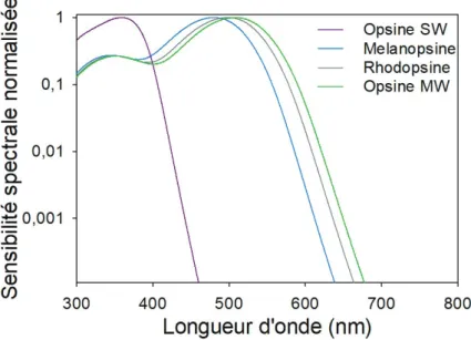 Figure 2.4 – Sensibilité spectrale des di ﬀ érentes opsines de la rétine de souris. Les courbes de sensibilité spectrale des opsines (Bridges 1959 ; Jacobs et al