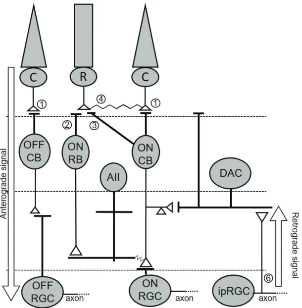 Figure 2.6 – Circuits de transmission de l’information lumineuse des cônes, bâtonnets et ipRGCs