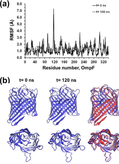 Fig. 6a compares the evolution with time of the solvent accessible surface areas (SASA) of the protein for (OmpF) aq , (OmpF) DDM and (OmpF) bl models