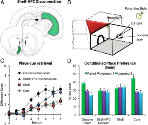 Figure 2. Effect of disconnection lesions of the hippocampus (HPC) and nucleus accumbens shell on cue and spatial condition- condition-ing.A, Schematic representation of asymmetric, unilateral excitotoxic lesions of the hippocampus and shell.B, Schematic d