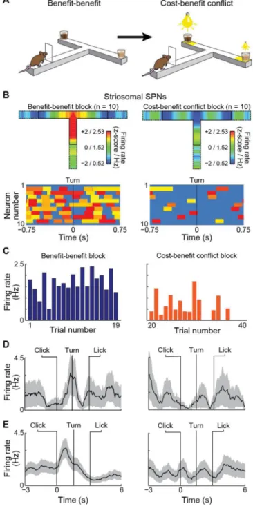 Figure 4. Activity of Putative Striosomal Neurons Changes with Switch to Cost-Benefit Conflict  Task