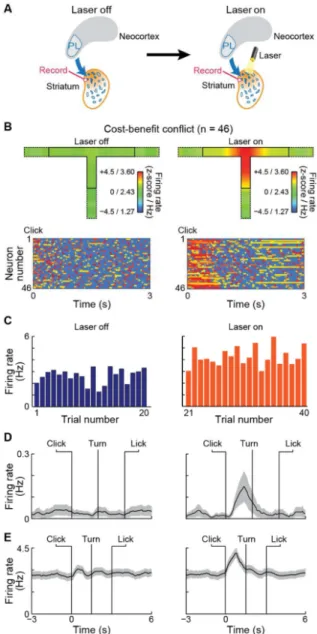 Figure 5. Optogenetic Inhibition of PFC-PL Terminals in Cost-Benefit Conflict Task Increases  Firing Rates of Putative Striosomal Neurons