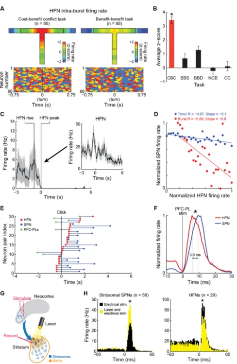 Figure 6. Sequence of Activity during Cost-Benefit Decision-Making Recorded from PFC-PLs  Neurons, Striatal HFNs and SPNs