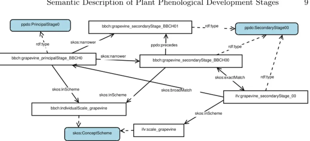 Fig. 3. Alignment between stage BBCH 01 of grapevine and corresponding IFV stage –the prefix ifv currently means http://ontology.inrae.fr/ppdo/ifv.