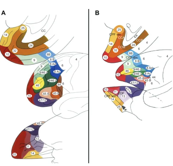 Figure 1.2 – Cartes cyto-architectoniques de la surface des lobes frontaux latéral (haut), médian (milieu) et orbital (bas) chez le cerveau de l’Homme (A) et du singe macaque (B), d’après les délimitations de (Petrides et al., 2012)
