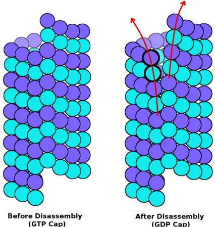 Figure 1. A schematic diagram of microtubule (left) before disassembly, where a GTP cap is present, and (right) right after the start of disassembly, after GDP hydrolysis and breakdown of lateral contacts at the seam