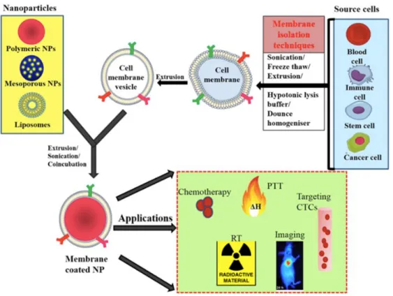 Figure  3.  General  scheme  of  preparation  of  membrane‐coated  nanoparticle  and  its  biomedical  applications; membranes isolated from different source cells by various methods and coating this onto  core  NPs  by  coincubation,  sonication,  or extr