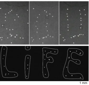 FIG. 3. Manipulation of 30 µm PS beads. Top: rearrange- rearrange-ment of a random distribution of beads into of two vertical lines
