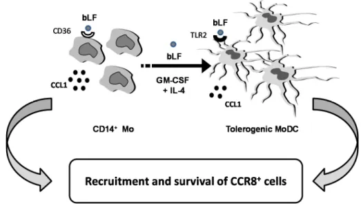 Figure 4. Schematic model of the proposed role of bLF‐induced CCL1. 