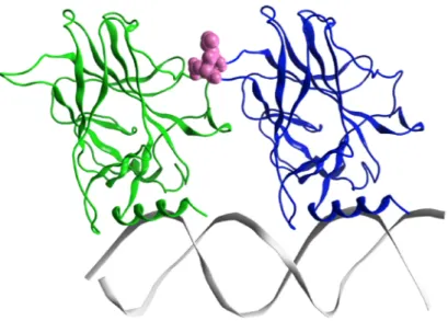 Figure 7. The minimized structure of the wt-p53 dimer in ribbon representation. Monomer A is in green,  monomer B in blue and the DNA is grey