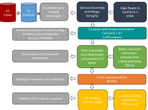 Figure 1. Diagram of the RNA-sequence analysis workflow. Illumina reads are aligned with STAR  using as reference genome CanFam3.1.87, assembled to discover novel and annotated transcripts, and  then merged by StringTie