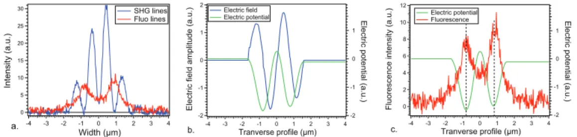 Fig. 4. Transverse spatial distributions: (a) fluorescence and EFISHG profiles, showing distinct  but correlated topologies; (b) modeled buried static electric field from the EFISHG profiles,  and associated electric potential modification; (c) spatial ove