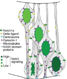 Figure 18: INM balances the exposure to Notch signaling.  There is a Notch gradient along the apico- apico-basal axis as represented by the four shades of green