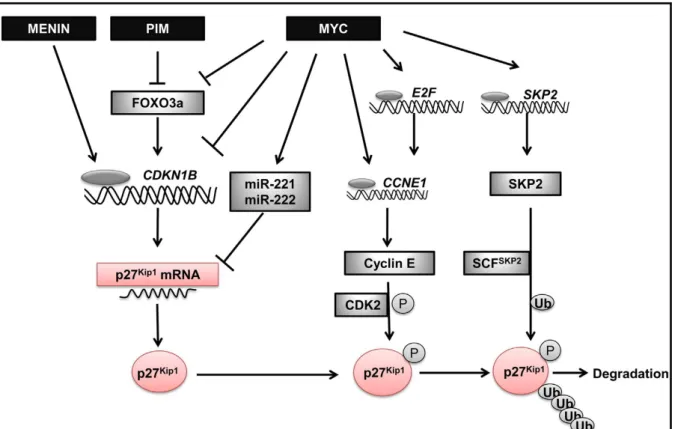 Figure 20: Regulation of p27 Kip1 .  p27 Kip1   translation is under the control of Menin, PIM  via FOXO3a  and  Myc  both  directly  and  via  FOXO3a