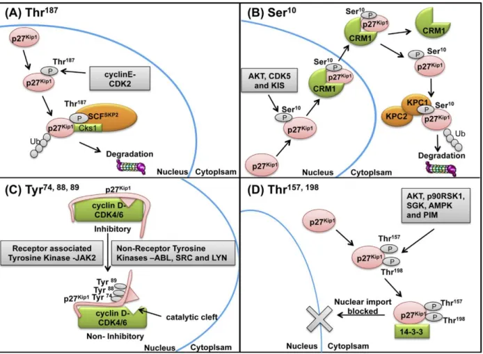 Figure  24:  p27 Kip1   phosphorylation  regulates  subcellular  localization  and  degradation