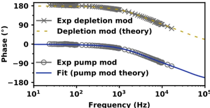 Fig. 3. Experimental and theoretical phase response of the presented system. The experimental points are for pump modulation (grey open circles) and depletion modulation (grey crosses)