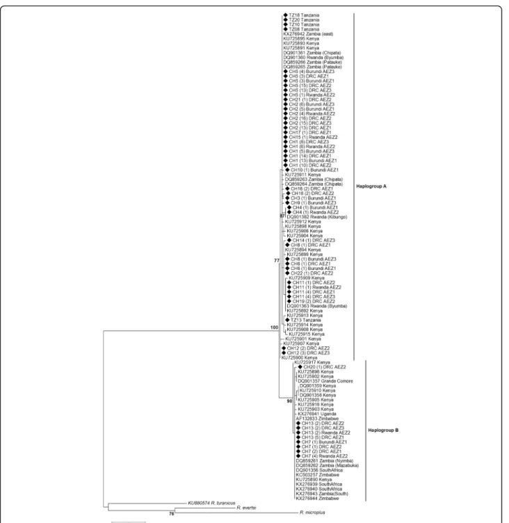 Fig. 3 Phylogenetic tree of cox 1 haplotypes displaying the relationship between the R