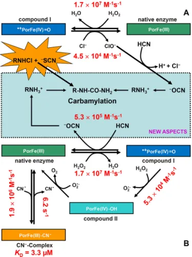 Figure 2. Carbamylation promoted by the system MPO/H 2 O 2 / ⴚ CN sys- sys-tem and MPO-typical reaction products