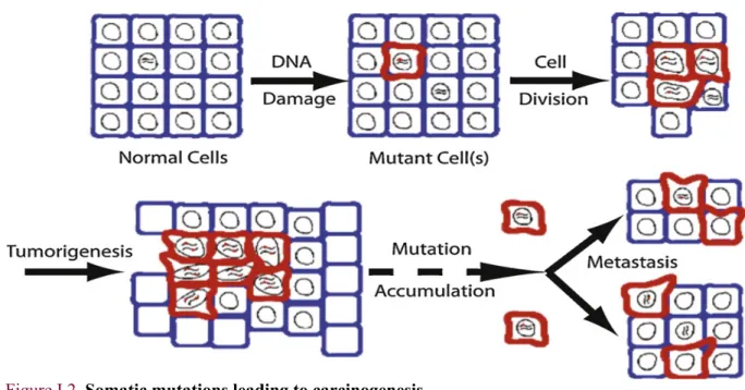 Figure I.2. Somatic mutations leading to carcinogenesis   Adopted from Kennedy and colleagues 7