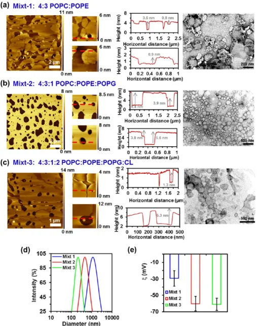 Figure S1 shows topographic AFM images of SLB obtained from 4:3:1 POPC/POPE/POPG liposomes incubated over mica overnight and diluted in 1 × PBS at 1/5, 1/10, and 1/20 ratios