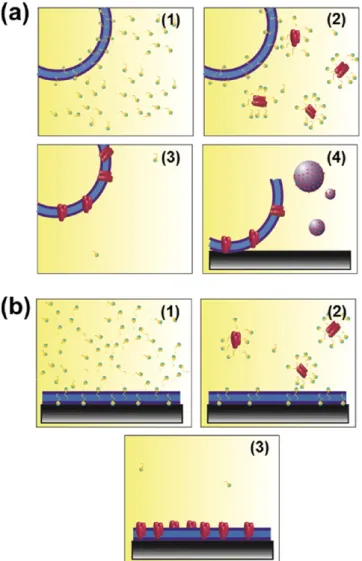 Figure 4 displays AFM images of SLB onto a mica substrate obtained after spreading the control liposomes and the proteoliposomes
