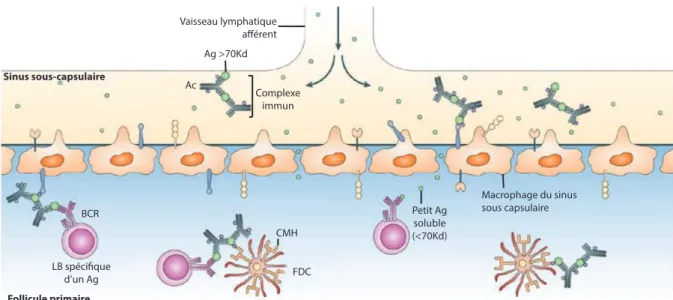 Figure 6 : Différentes voies de présentation des antigènes aux lymphocytes B dans les follicules