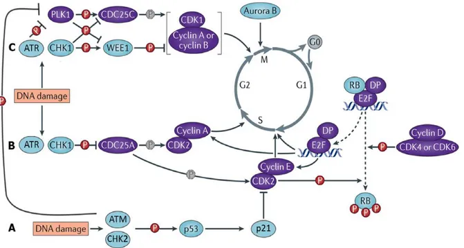 Figure 7 : Les points de contrôle des dommages à l'ADN 