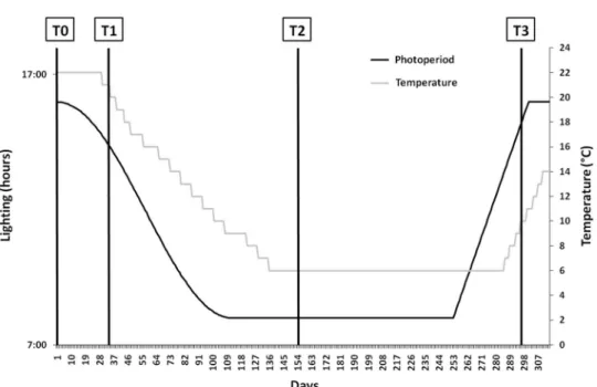 Figure 1 The photothermal program used for the induction of the reproductive cycle in pikeperch broodstock (adapted from Fontaine et al., 2015).