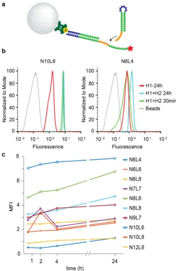 Figure 1. Bead based screening of HCR detection schemes. (a) Streptavidin- Streptavidin-coated beads immobilize the biotinylated initiator to start the hybridization chain reaction in the presence of H1-Cy5 and H2