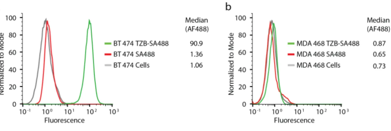 Figure S1. Association of biotinylated trastuzumab to a. HER2 +  breast cancer cells BT-474 and b