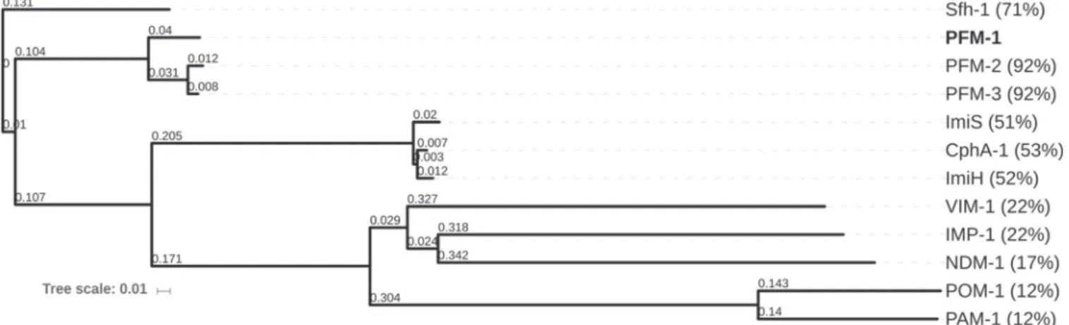 FIG 2 Dendrogram of PFM-1, PFM-2, and PFM-3 in comparison with representative class B ␤-lactamases subjected to neighbor-joining analysis