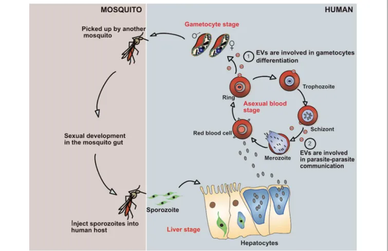 FIGURE 1 | Showing life cycle of P. falciparum parasite and how it evades the immune system by secreting EVs.