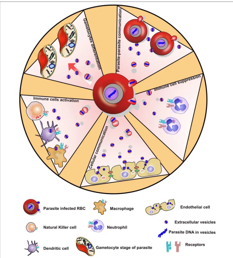 FIGURE 2 | Showing various ways by which P. falciparum parasite evades the immune system via secreted extracellular vesicles.