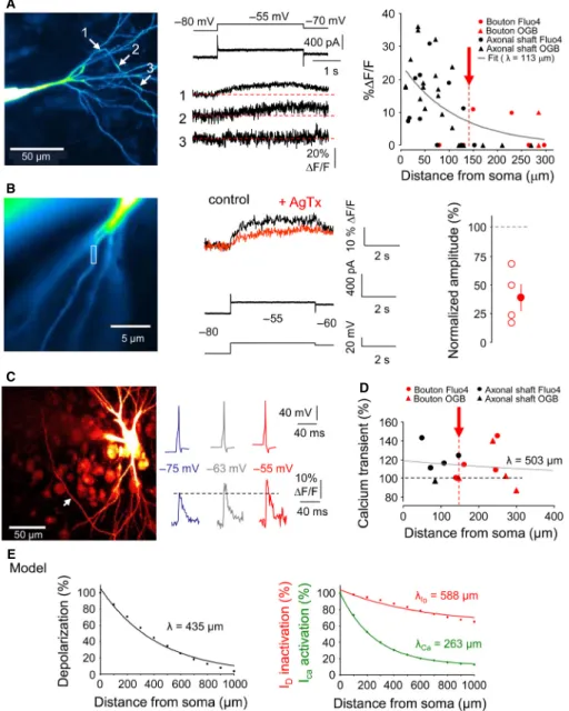 Fig. 4. d-ADF is associated with elevated spike-evoked Ca 2+ transients in CA3 axons. (A) Modulation of basal Ca 2+ by subthreshold depolarization