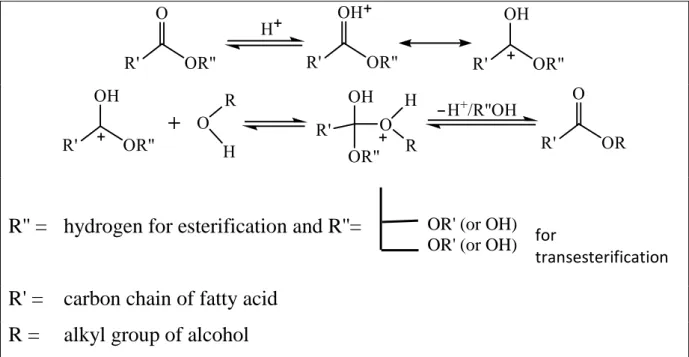 Figure 2-10. Mechanism for homogeneous acid catalysis in esterification and transesterification [230] 