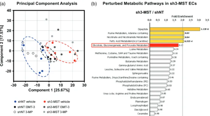 FIGURE 4 3 ‐ MST down ‐ regulation alters EC metabolism. Global metabolomic profiling was performed on shNT and sh3 ‐ MST #2 ECs with three treatment groups each — vehicle, I3MT ‐ 3 (100 μ M), and 3 ‐ MP (300 μ M) — to determine the concentration of 669 me