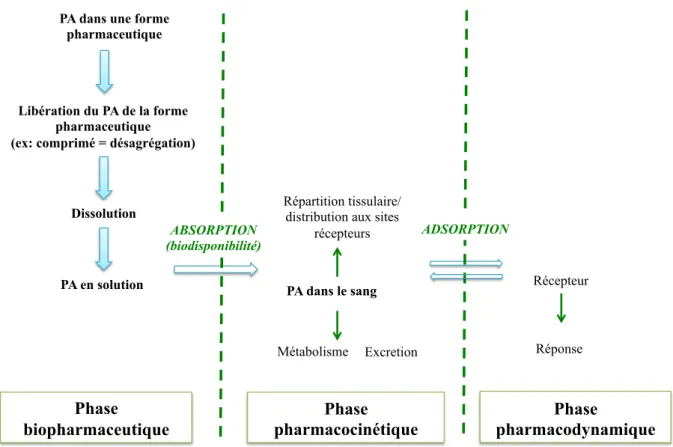 Figure 1.3.  Le devenir du médicament dans l’organisme : de l’ingestion à la réponse  pharmacologique  (Modifiée  de  IFSI,  Colmar