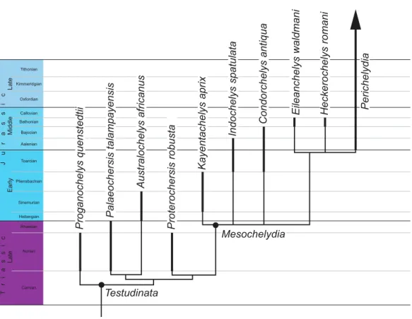 Figure 5 Phylogenetic hypothesis of basal turtles. Time-calibrated strict consensus cladogram retrieved from the phylogenetic
