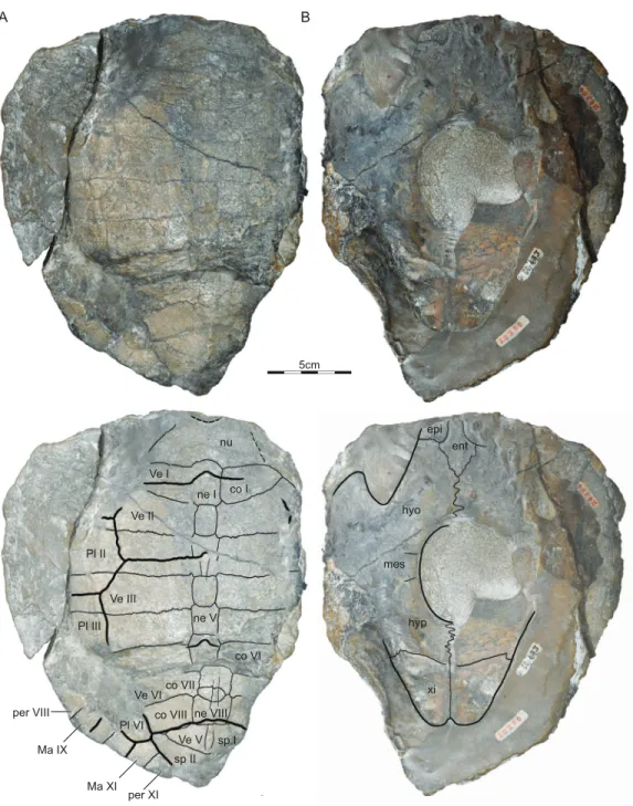 Figure 2 GSI 20380, Indochelys spatulata, holotype, Maharashtra, India, Kota Formation, Early–Middle Jurassic